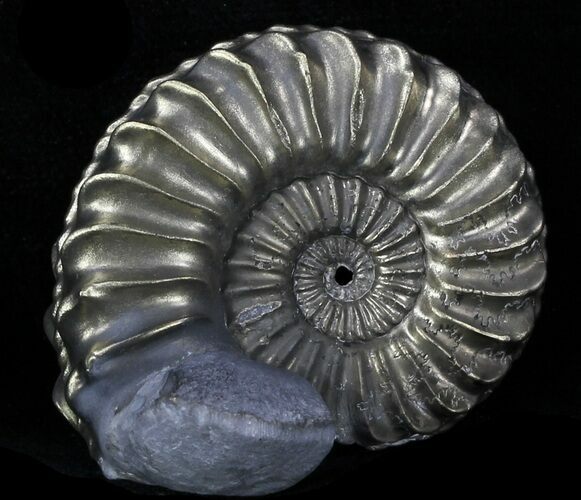 Pyritized Pleuroceras Ammonite - Germany #33050